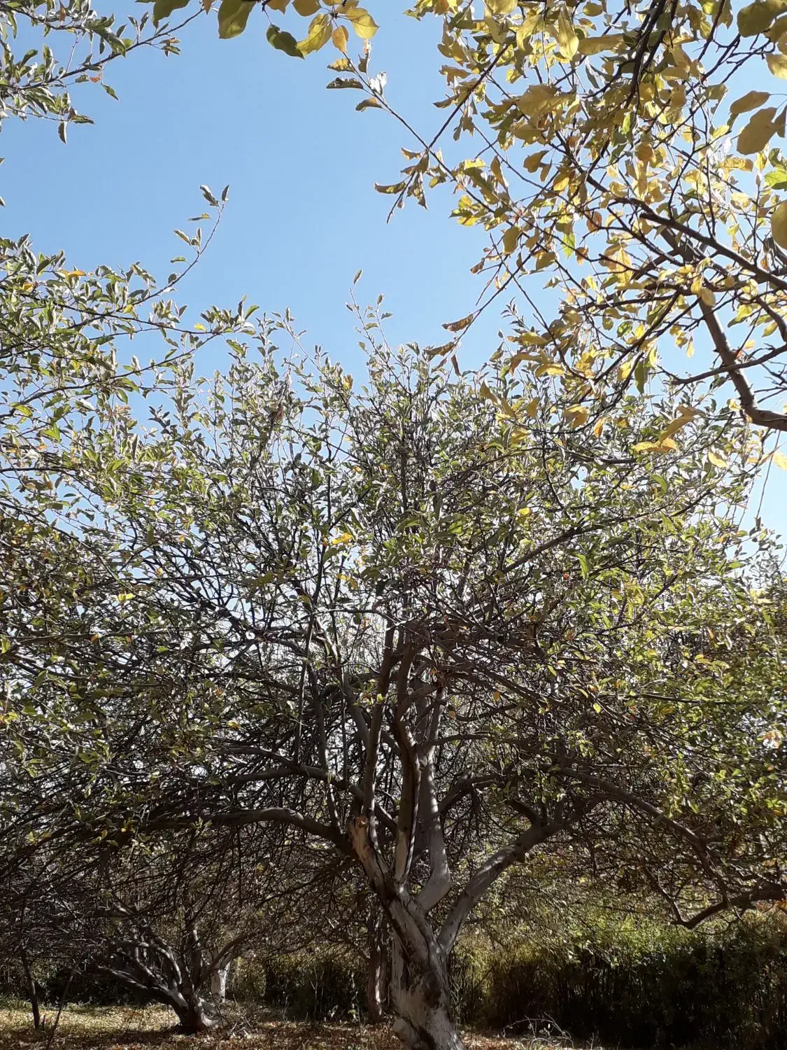 هرس انواع درخت|خدمات باغبانی و درختکاری|بروجرد, |دیوار