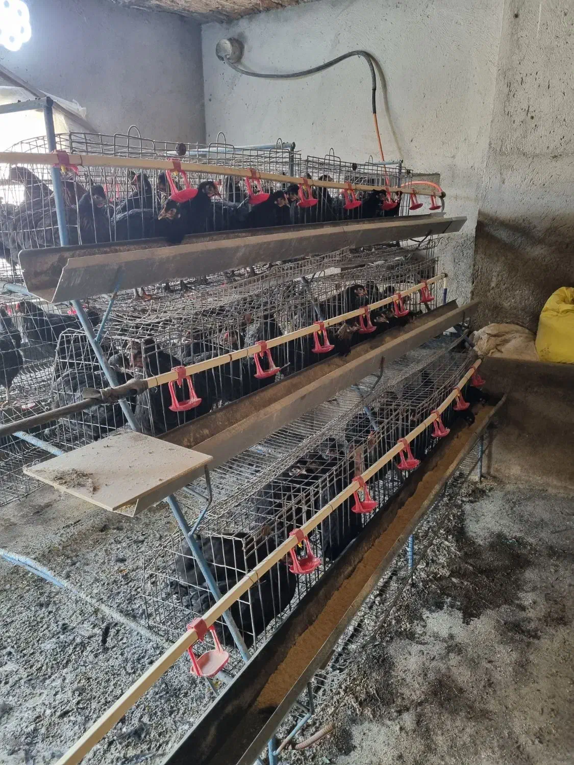 فروش قفس مرغ تخمگذار و مرغ|حیوانات مزرعه|آذرشهر, |دیوار