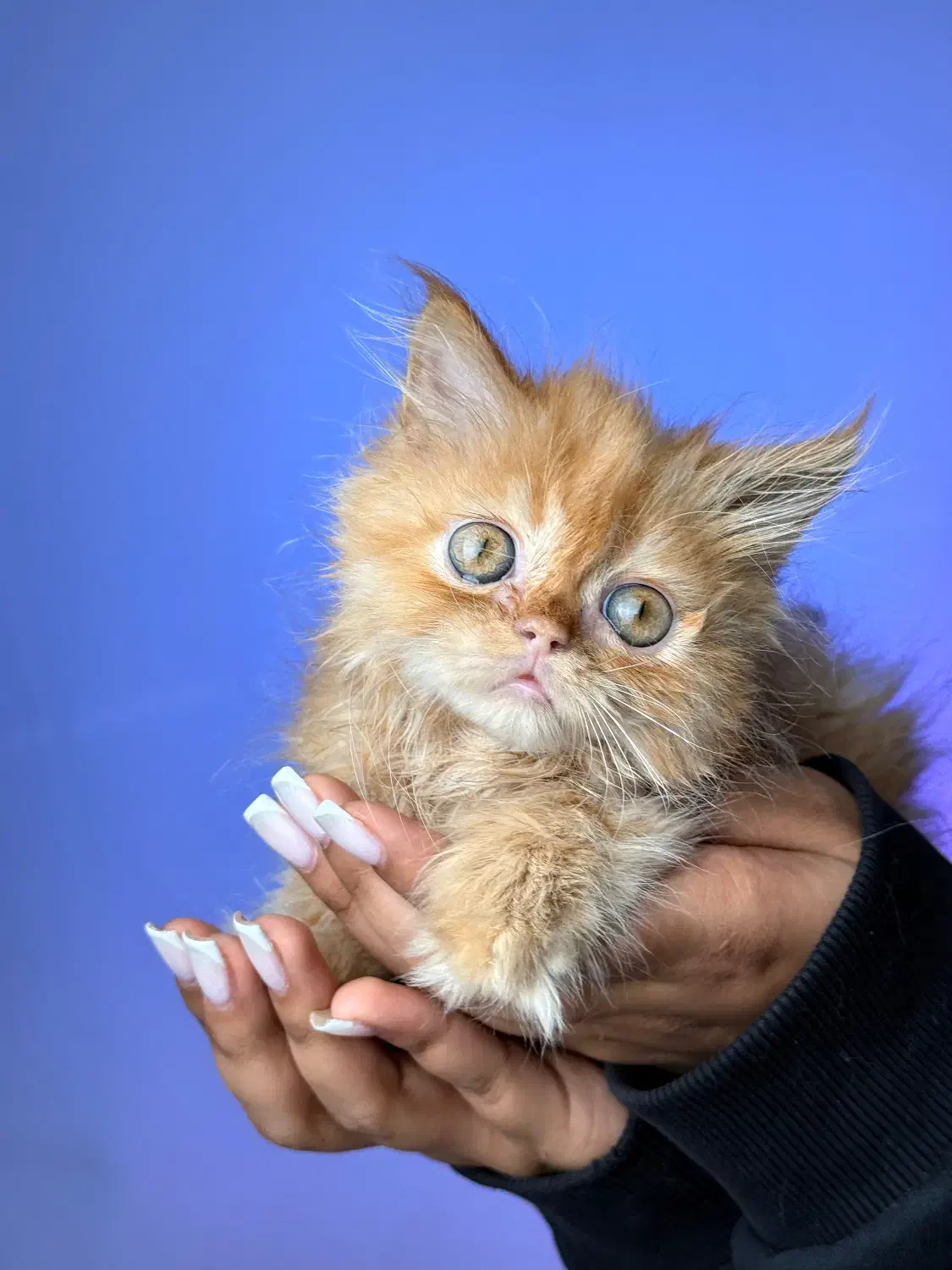 پیشی کوچولو|گربه|لاهیجان, گلستان|دیوار