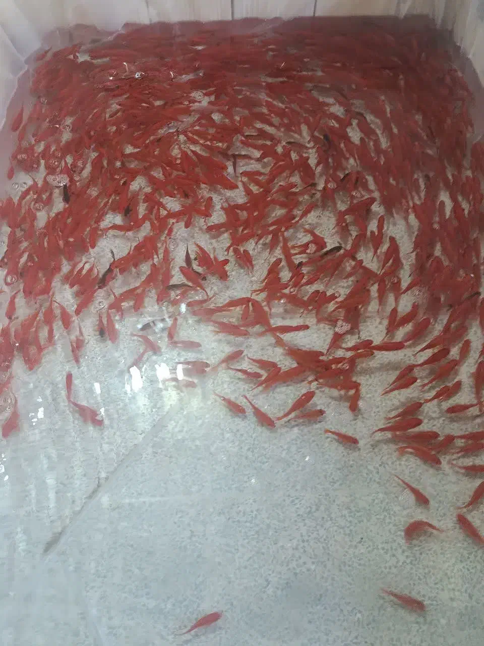 ماهی قرمز|ماهی|یزد, |دیوار