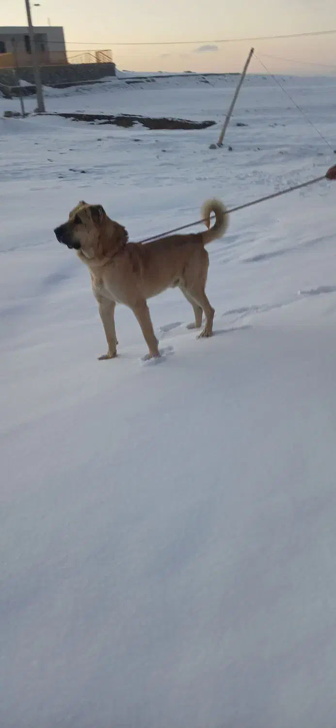 سگ سرابی اصیل|سگ|مهربان, |دیوار