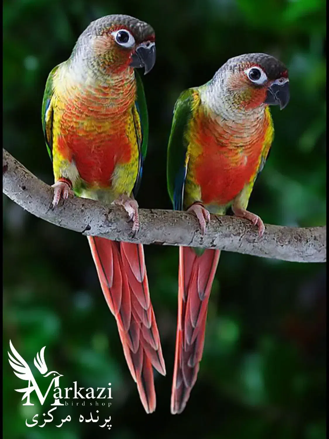 خرید و فروش انواع طوطی گرینجیک|پرنده|بندرعباس, |دیوار