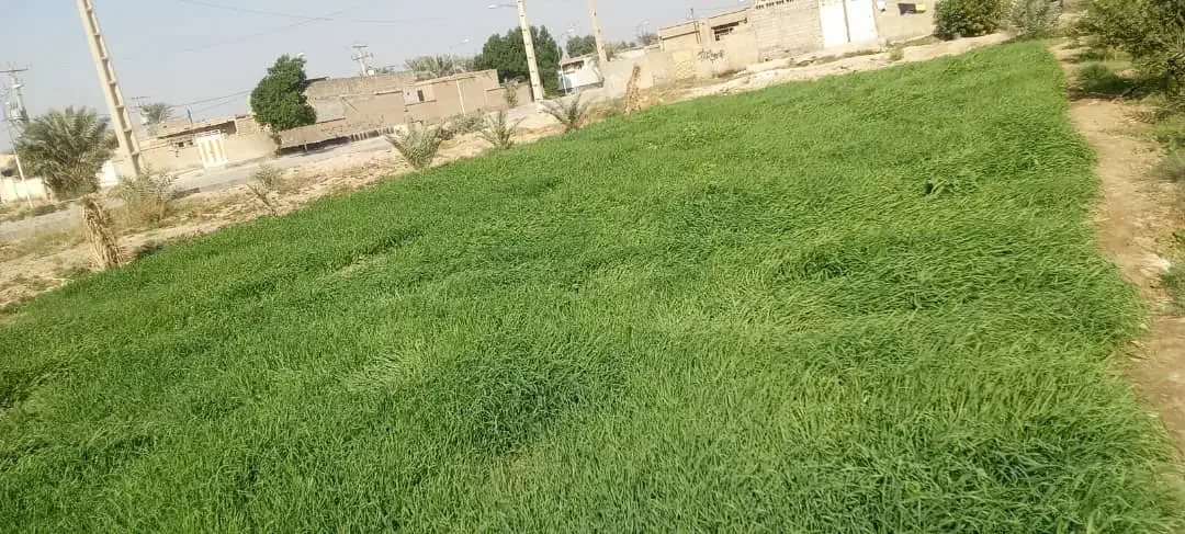 جو سبز برای دامدارن|لوازم جانبی حیوانات|سوسنگرد, |دیوار