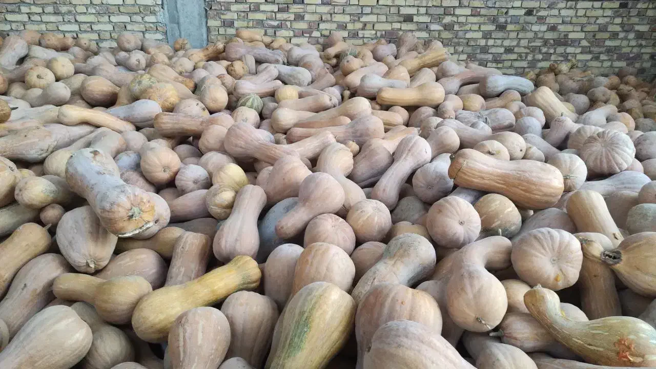 کدو حلوایی روستای بیار|خوردنی و آشامیدنی|آشخانه, |دیوار