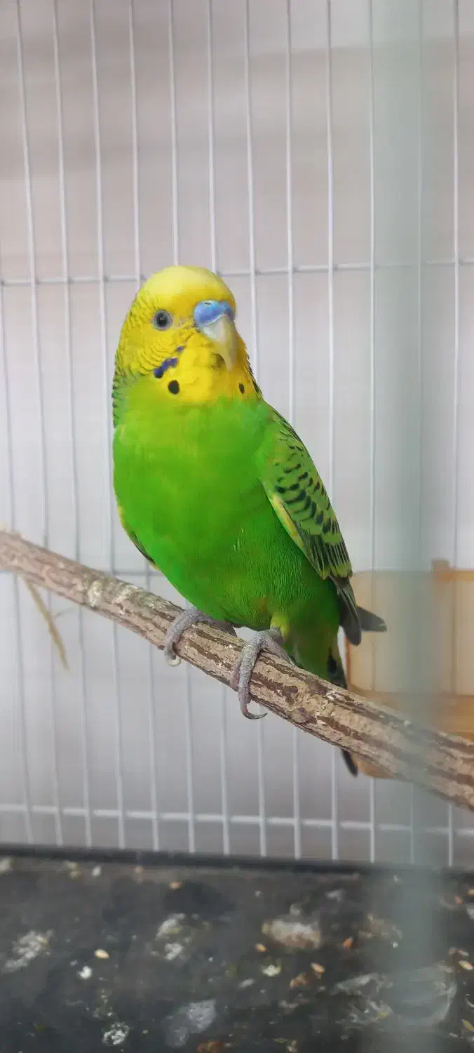 استثنایی ترین مرغ عشق سخنگو ایران|پرنده|مشهد, آزادشهر|دیوار