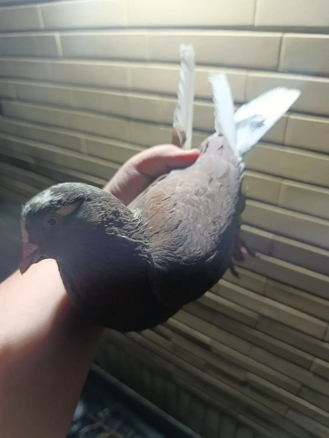 کبوتر|حیوانات|ایرانشهر, |دیوار