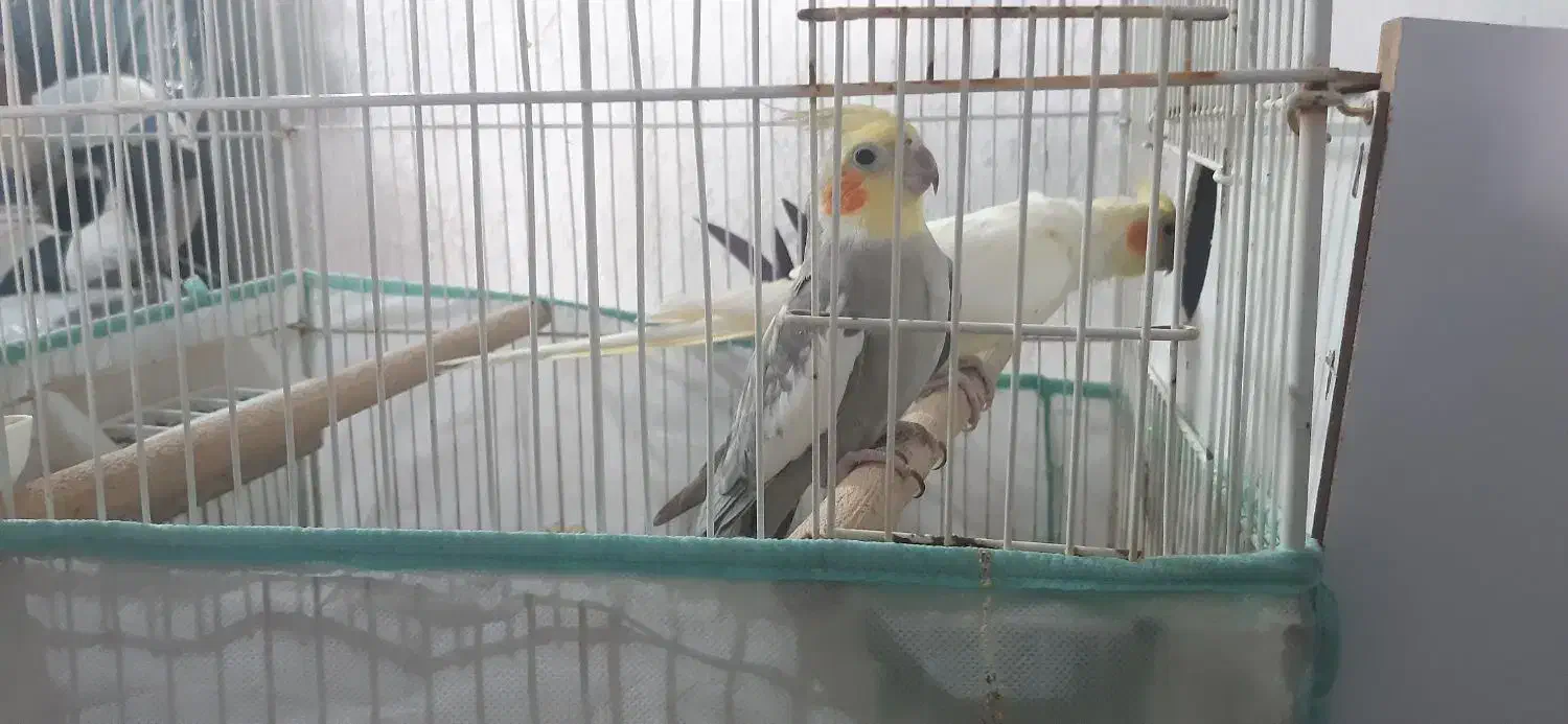 عروس هلندی مولد با تخم و لونه قفس و وسایل|پرنده|مرودشت, ژیان|دیوار