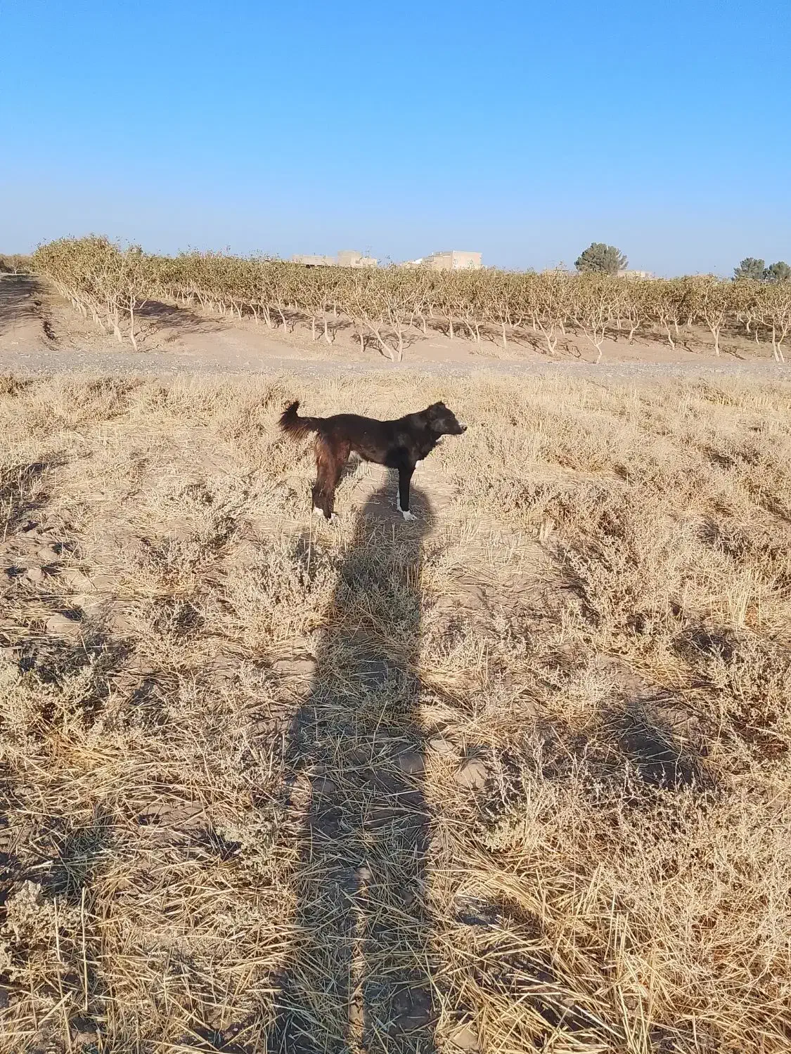 سگ فروشی|سگ|خوشاب, |دیوار