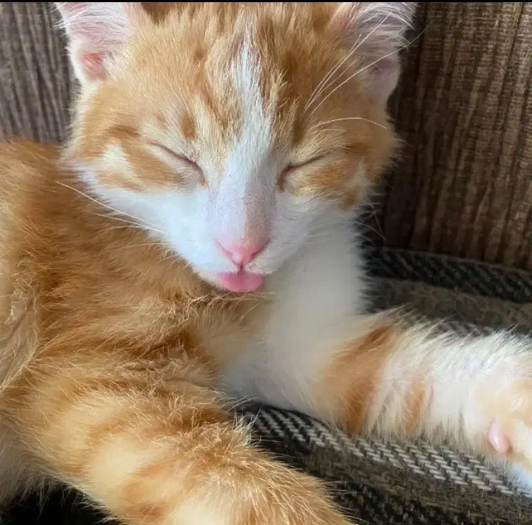 واگذاری رایگان گربه|گربه|کرمان, |دیوار