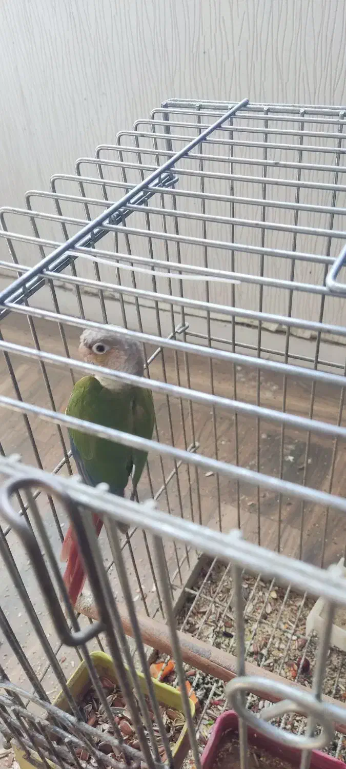 جفت مولد تضمینی گرینچیک آناناسی رد|پرنده|ملارد, |دیوار