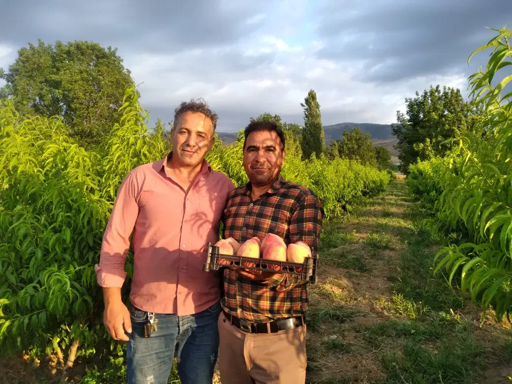 فروش باغ هلو|فروش زمین و ملک کلنگی|آشخانه, |دیوار