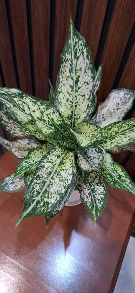 حراج گیاه آپارتمانی طبیعی|گل و گیاه طبیعی|اهواز, آریاشهر|دیوار