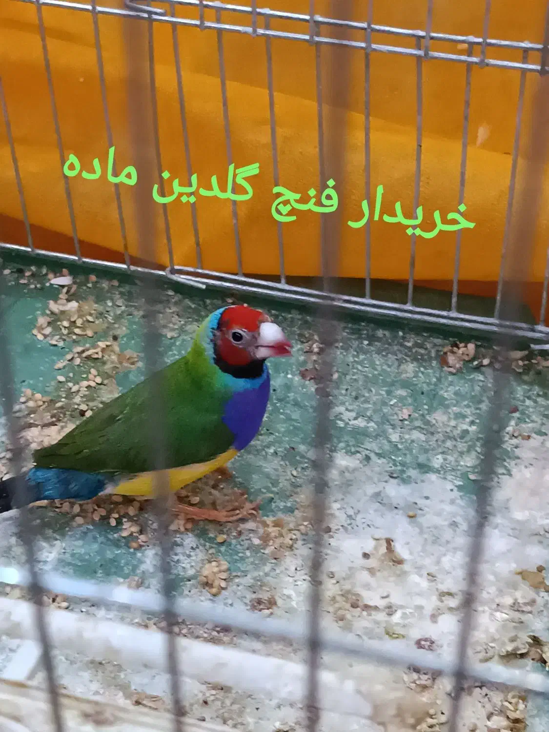 فنچ گلدین|پرنده|شیراز, مهدی‌آباد|دیوار