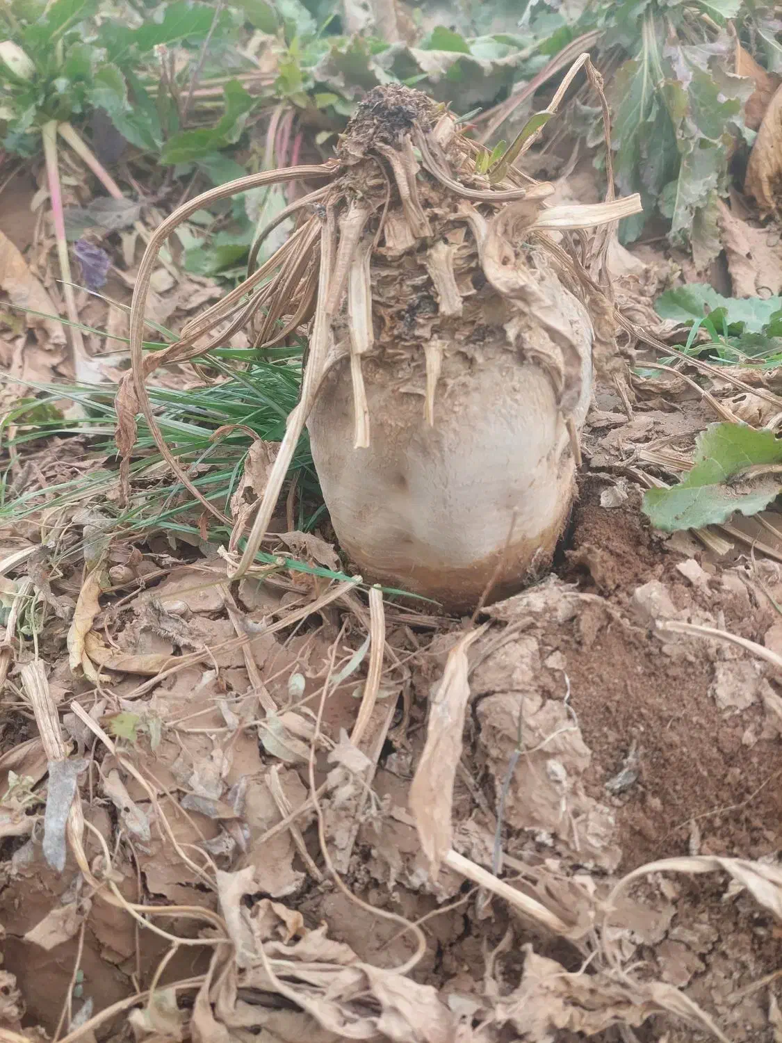 چغندر خوراکی|خوردنی و آشامیدنی|بشاریات, |دیوار