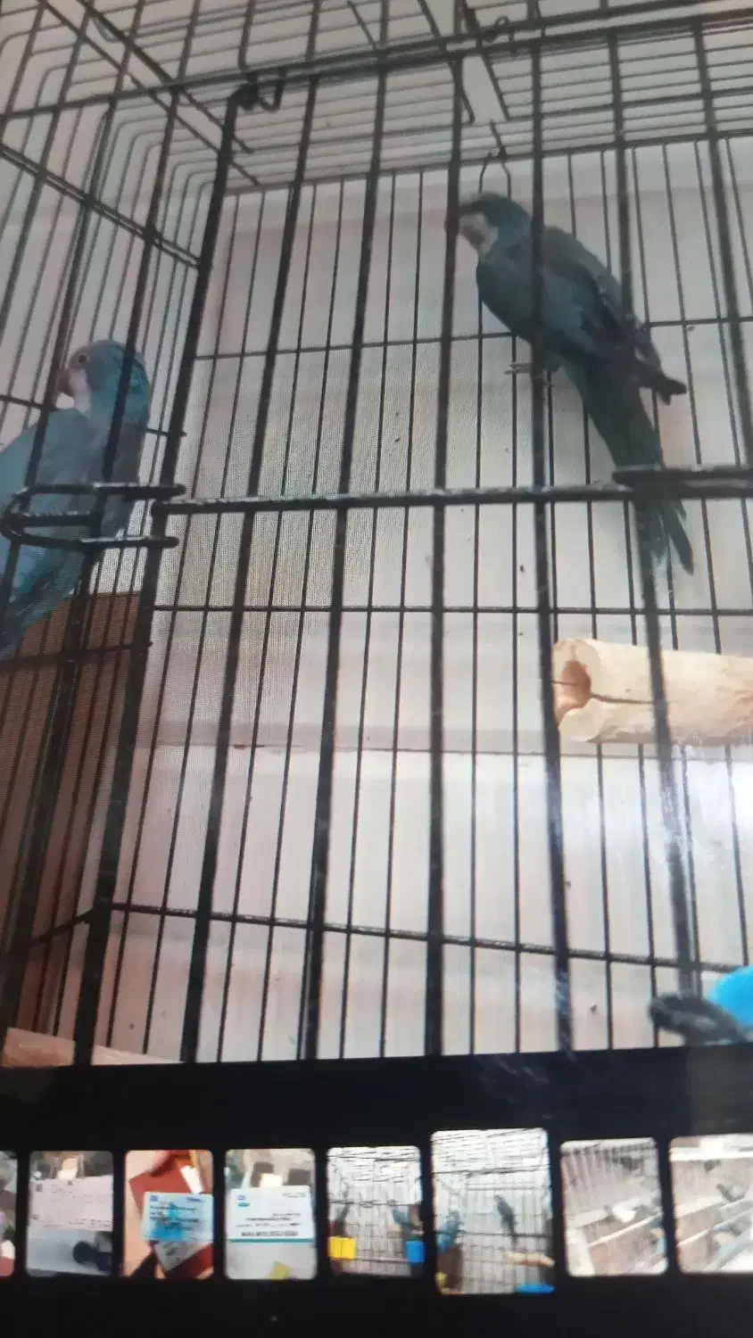 راهب|پرنده|یزد, |دیوار