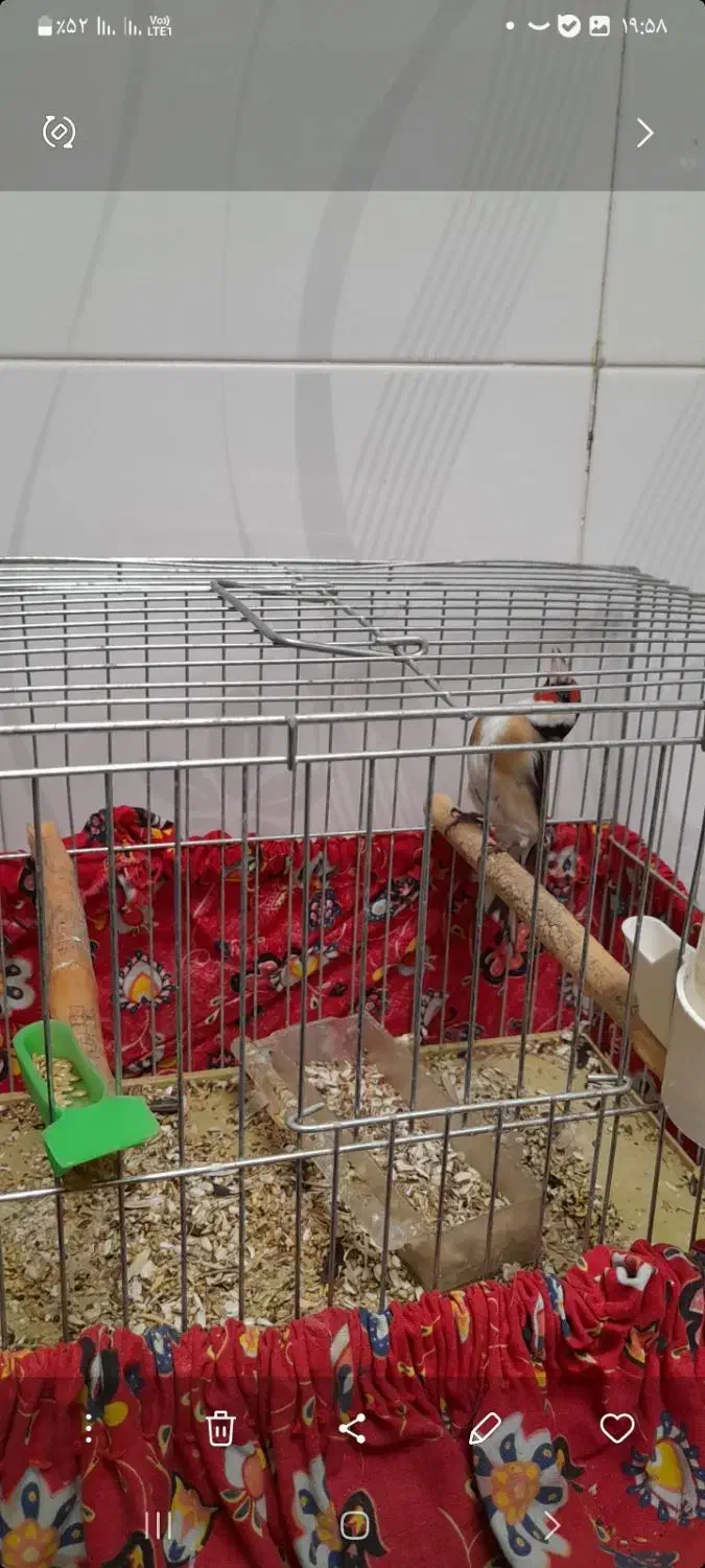 سهره|پرنده|مراغه, |دیوار