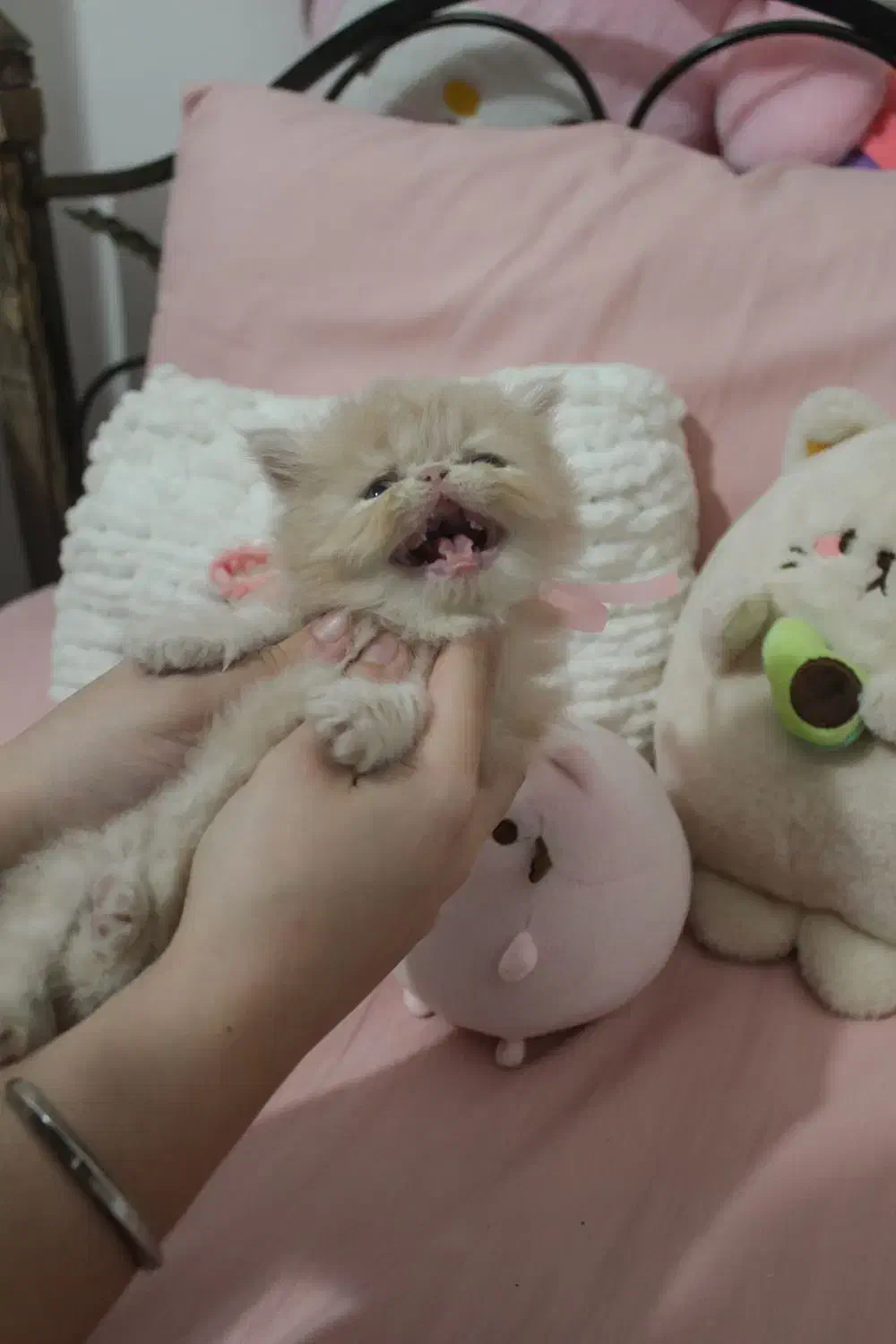 گربه پرشین سوپرفلت اصیل|گربه|رشت, کوی حسینی|دیوار