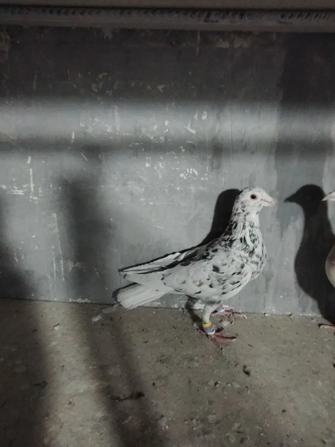 کبوتر هفت رنگ فروشی|پرنده|تاکستان, |دیوار