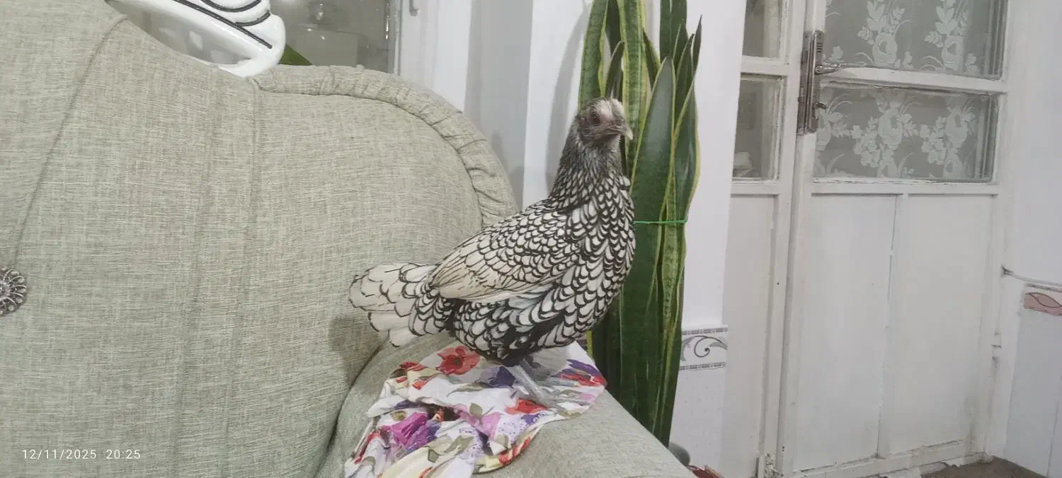 4جفت مرغ هلندی|پرنده|میاندوآب, |دیوار