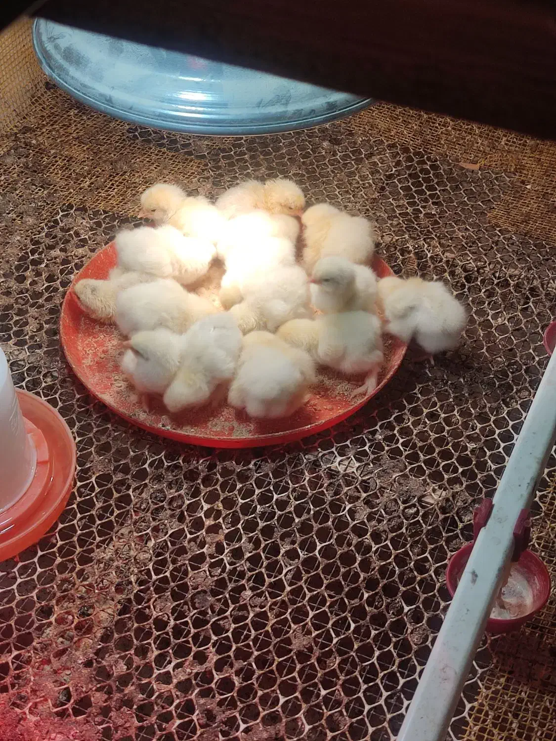 جوجه مرغ خروس برهما|حیوانات مزرعه|تهران, حافظیه|دیوار