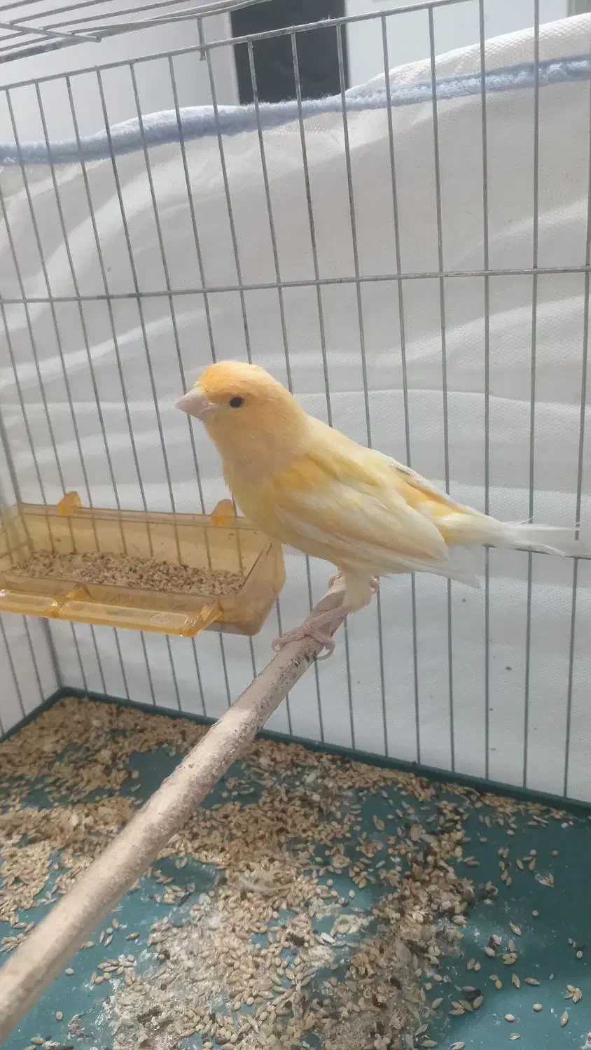 پرنده|پرنده|جیرفت, |دیوار