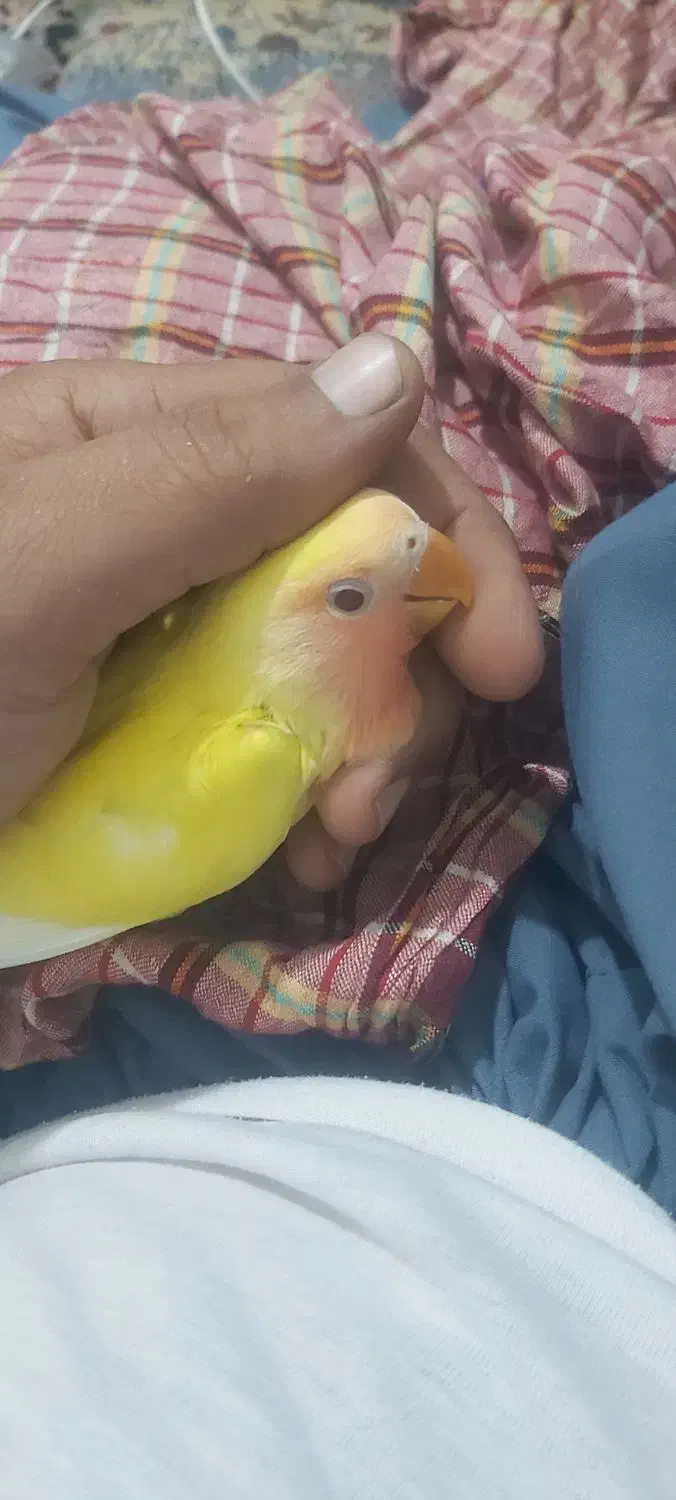 جوجه کوتوله سرلاکی زرد رنگ صورت هلویی|پرنده|چابهار, |دیوار