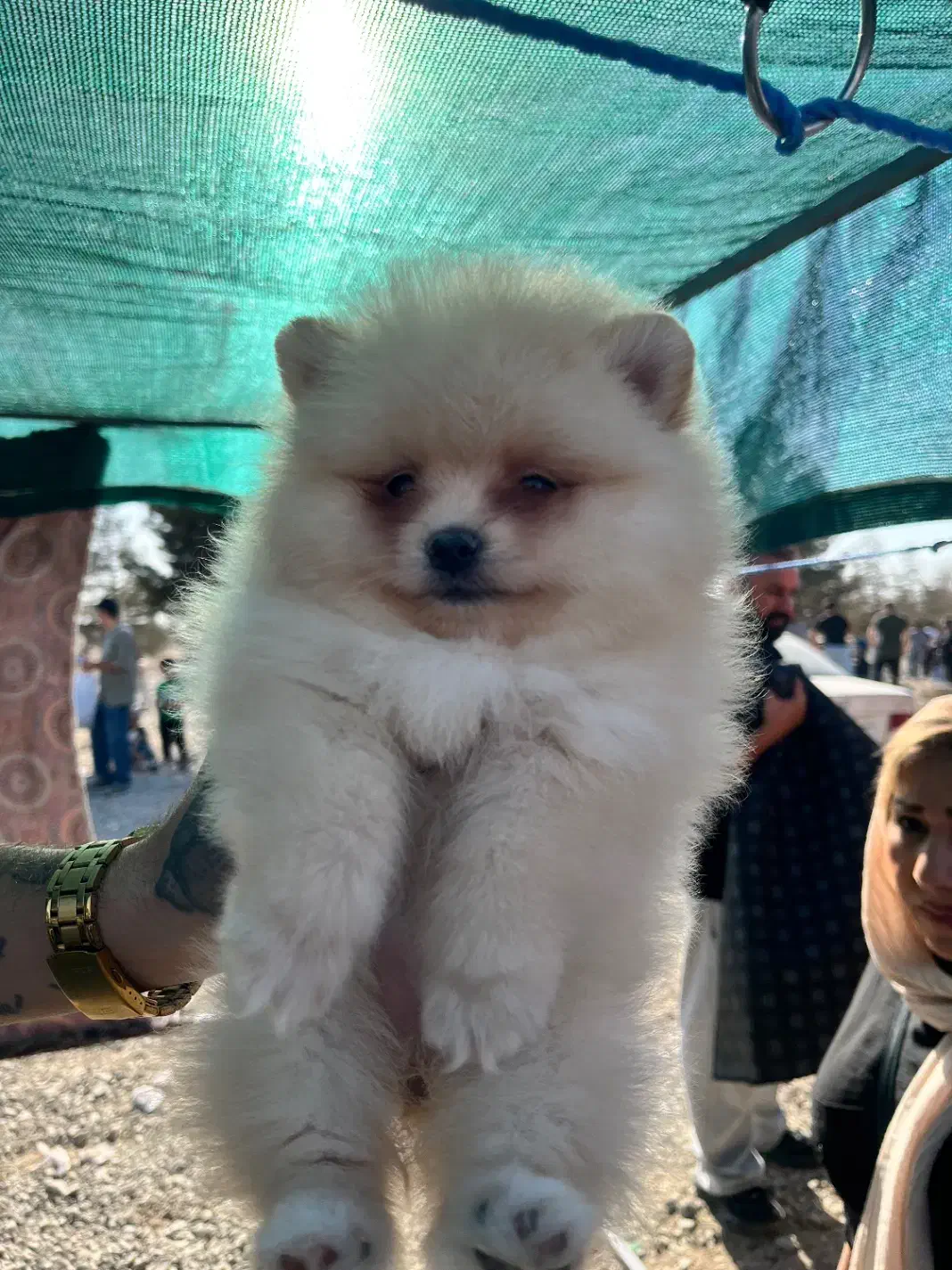 توله پامرانین خرسی سفید ماده|سگ|بندر انزلی, کلیور|دیوار