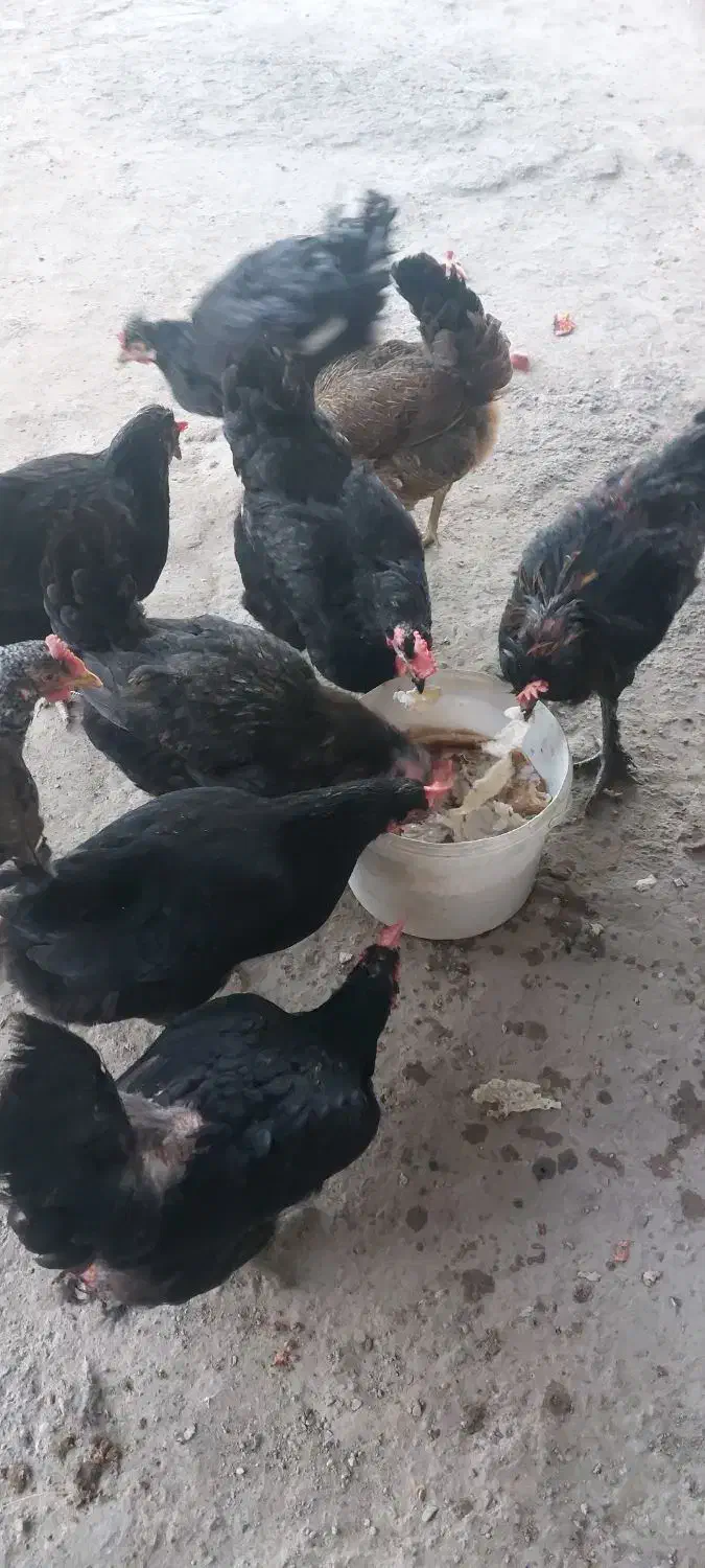 مرغ بومی|حیوانات مزرعه|کاشان, پامنار|دیوار