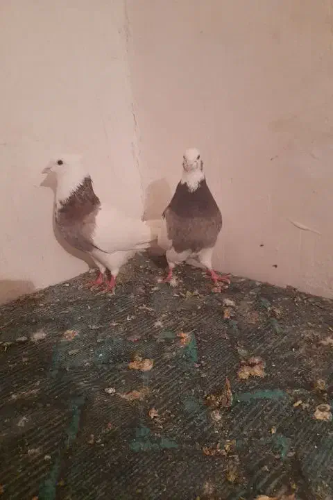 ککیلی|پرنده|اردبیل, |دیوار