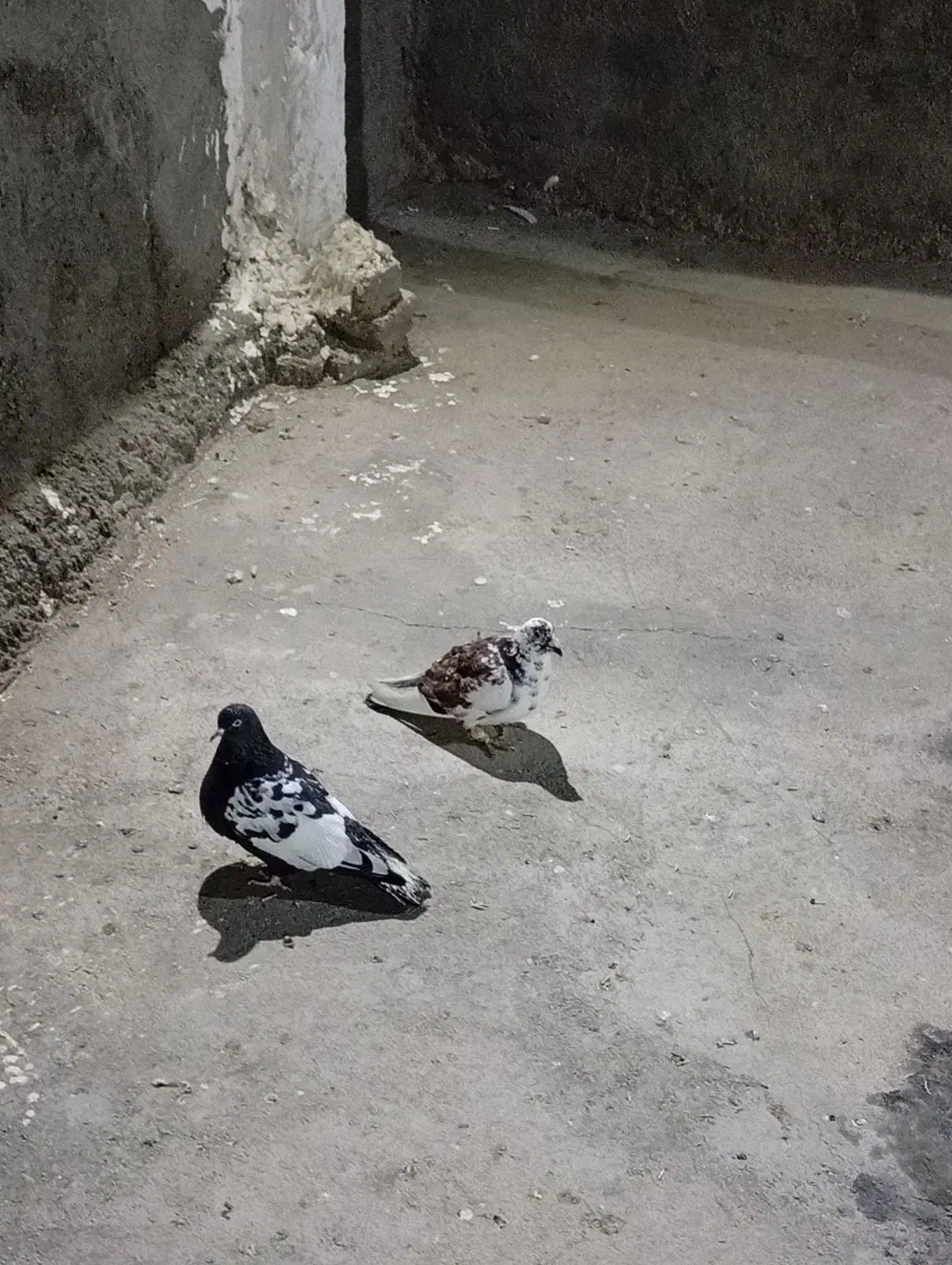 صید|پرنده|مشهد, کوشک مهدی|دیوار