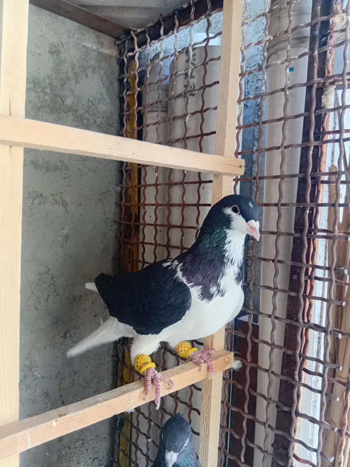 کبوتر راست سیاه نر پرنده|پرنده|قزوین, |دیوار