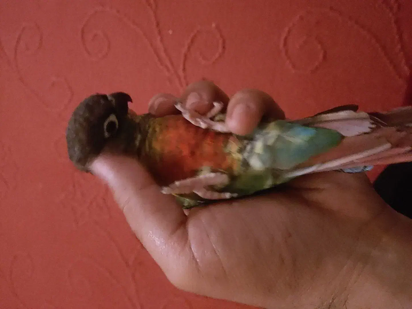 گرینچیک|پرنده|خارک, |دیوار