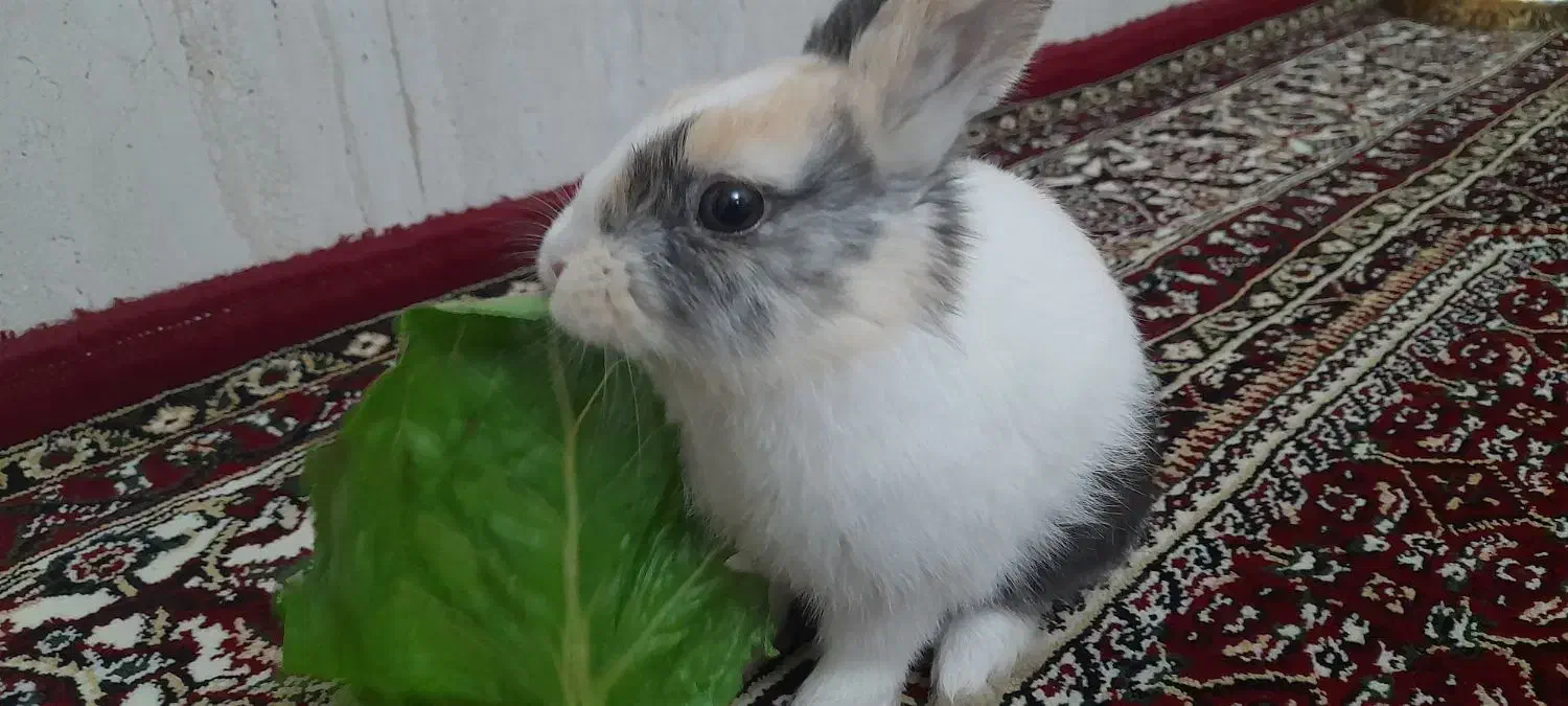 خرگوش|موش و خرگوش|همدان, |دیوار