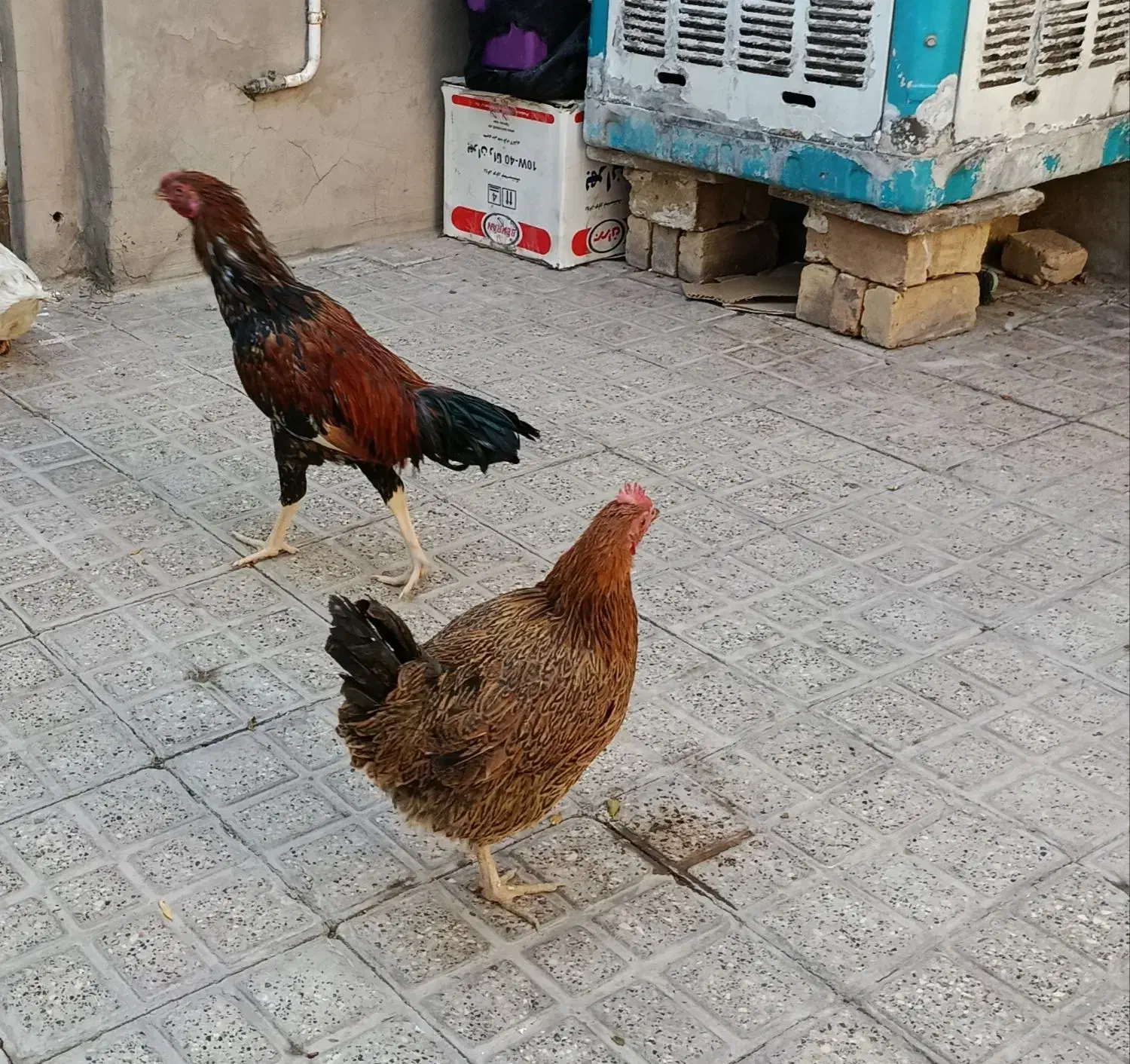 خرپس لاری جوان بامرغ تخمی جوان|حیوانات مزرعه|بیرجند, |دیوار