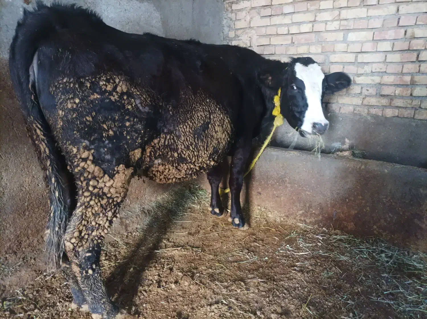 گاو سیمیتال بیست روز مانده به زایمان.در هشترود|حیوانات مزرعه|نظر کهریزی, |دیوار