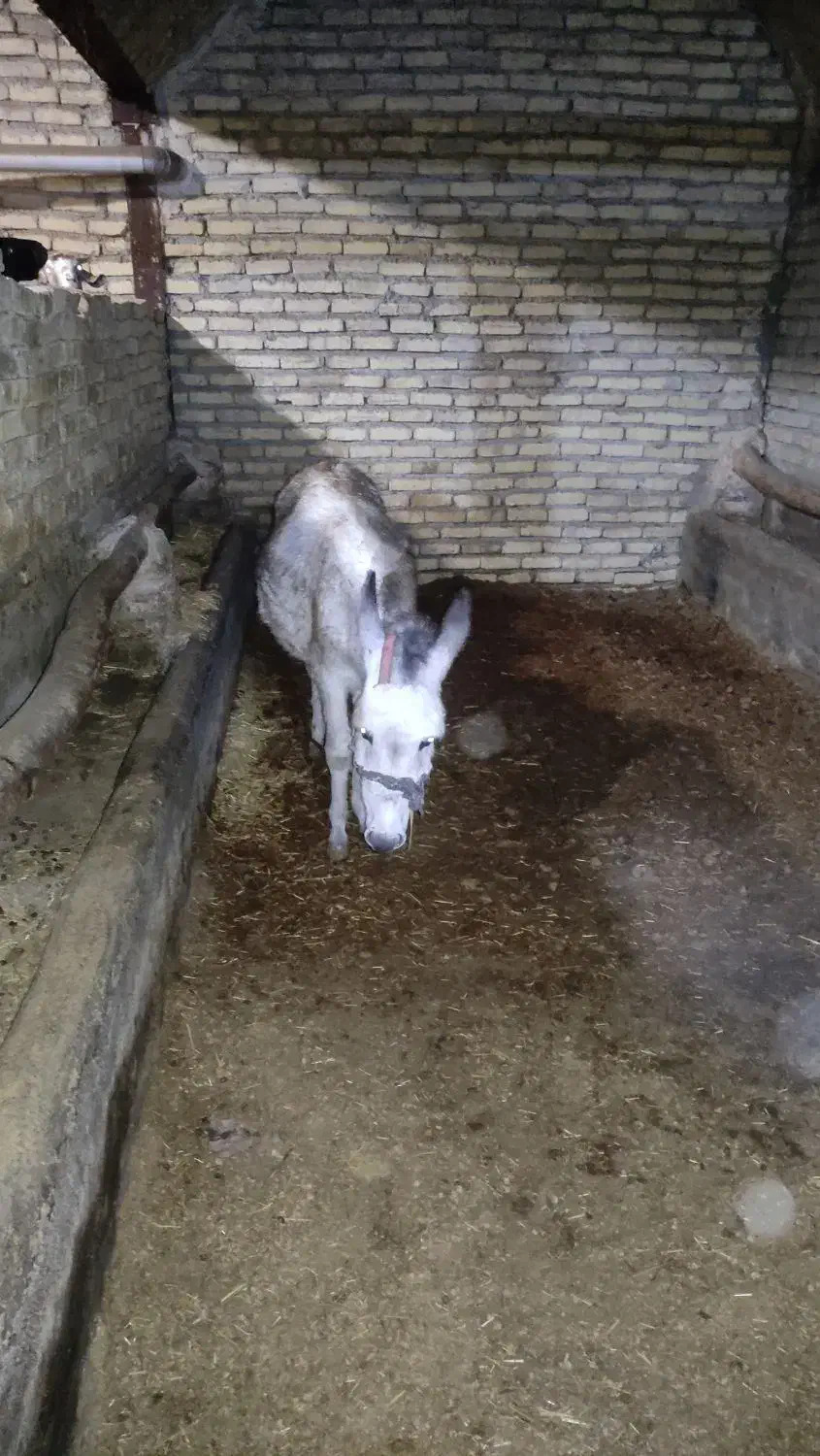 ماده خر|حیوانات مزرعه|اراک, |دیوار