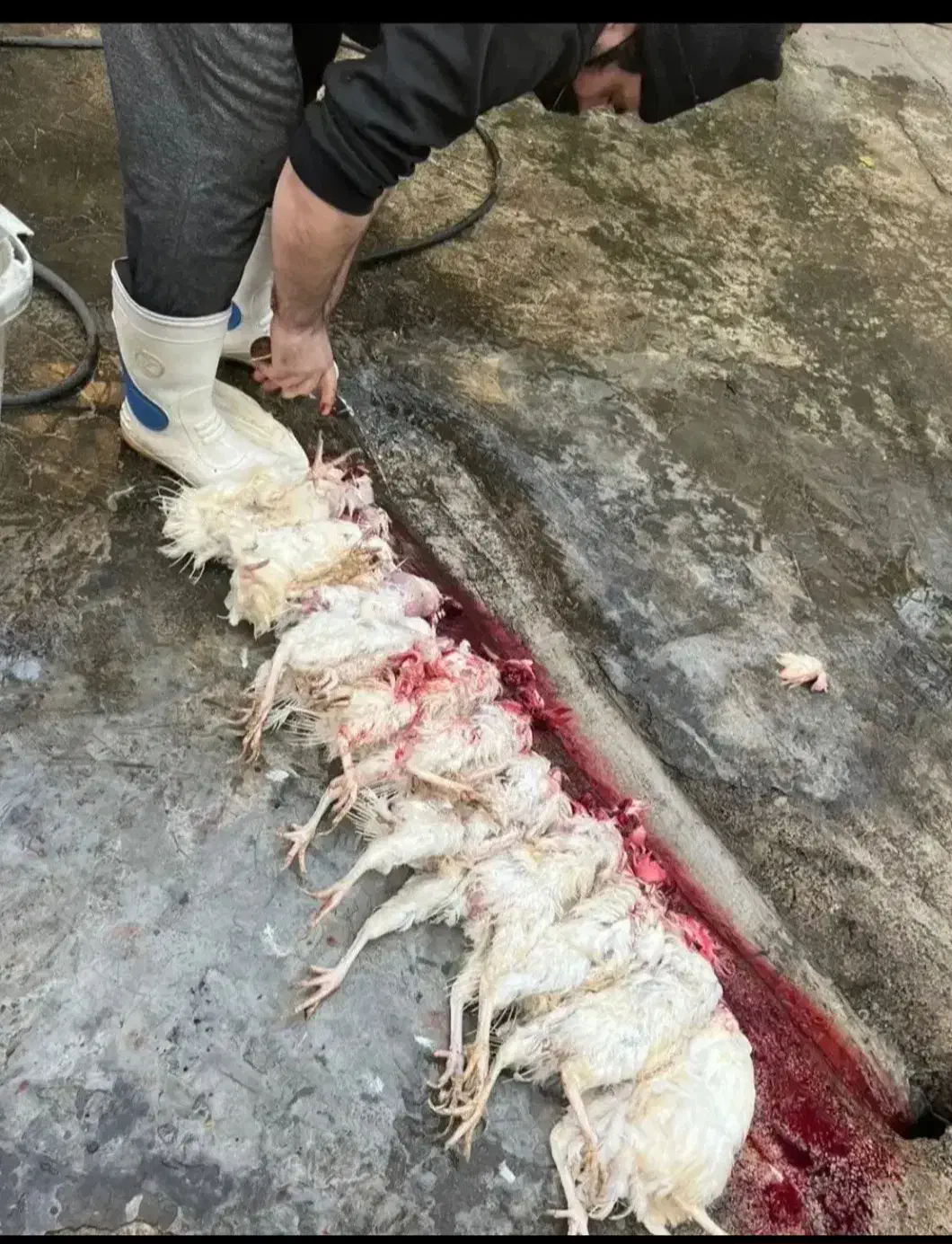 مرغ خروس سیاه سفید مشکی قربانی آنلاین حضوری ارسال|حیوانات مزرعه|تهران, صادقیه|دیوار