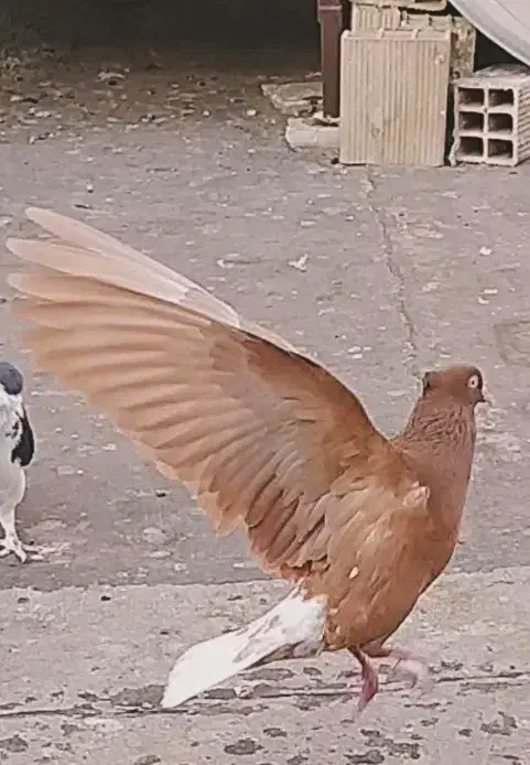 دمسفیدنروماده آث|پرنده|اقبالیه, |دیوار