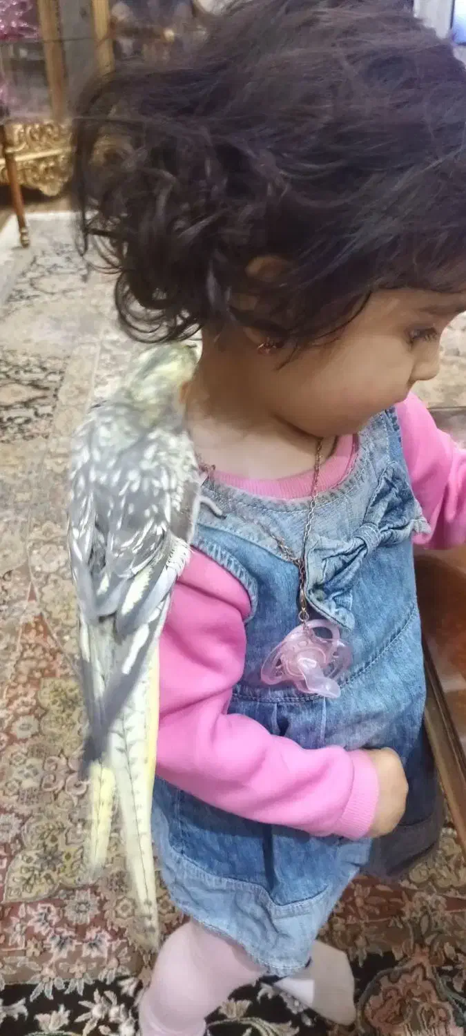 عروس هلندی|پرنده|گلستان (تهران), |دیوار