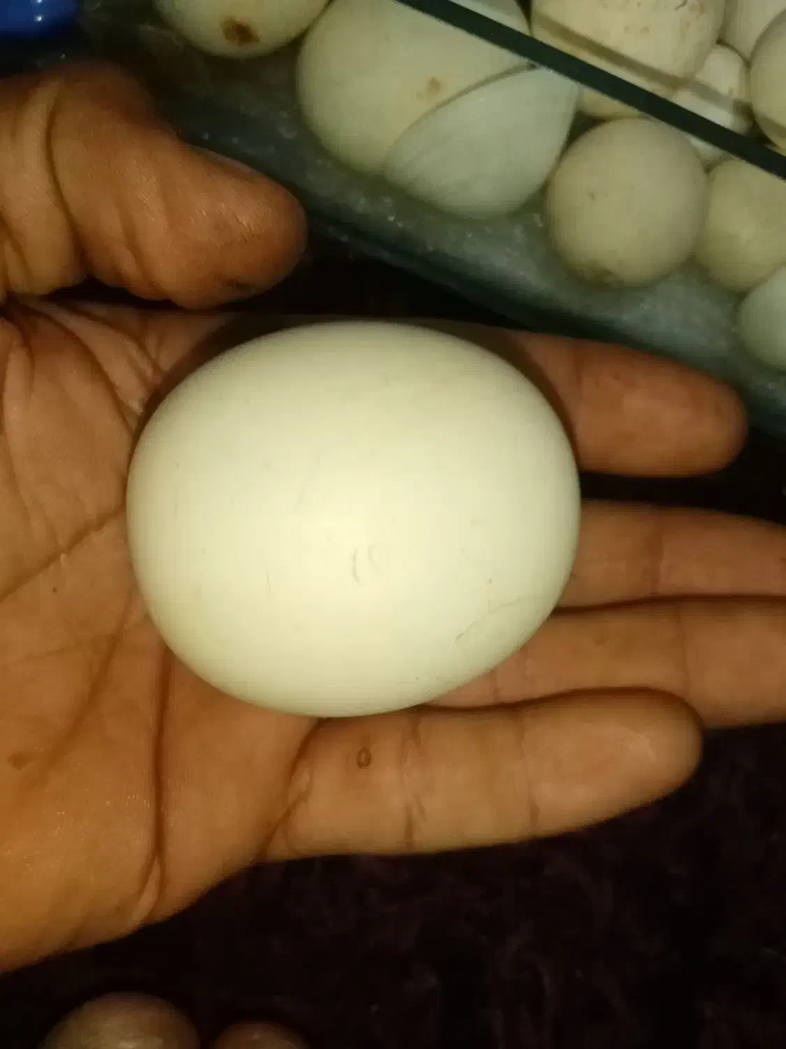 سنگ آسیاب اصل|کلکسیون اشیاء عتیقه|فسا, |دیوار