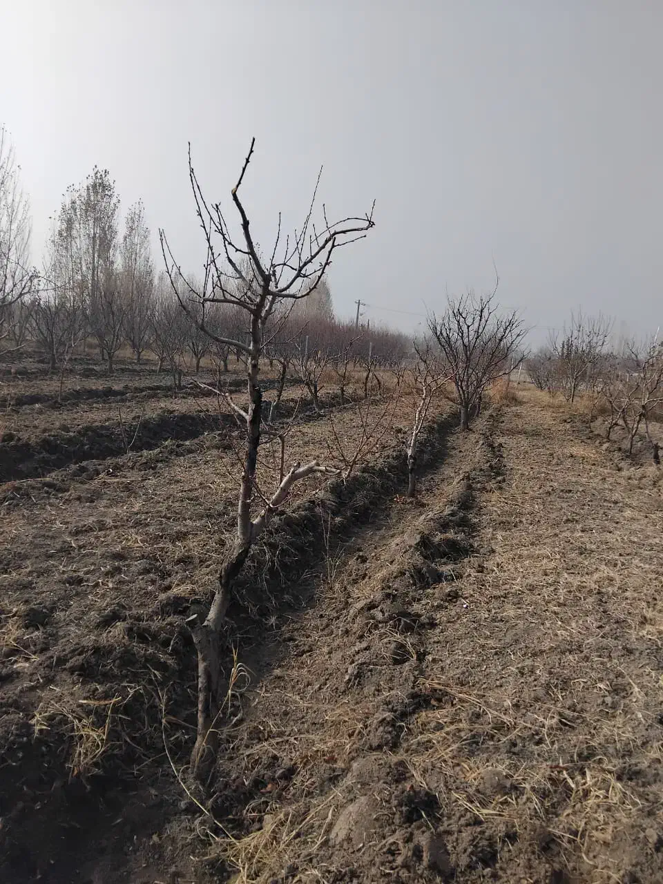 باغچه ۱۰۰۰ متری در سوپورغان|فروش دفتر صنعتی، کشاورزی، تجاری|ارومیه, |دیوار