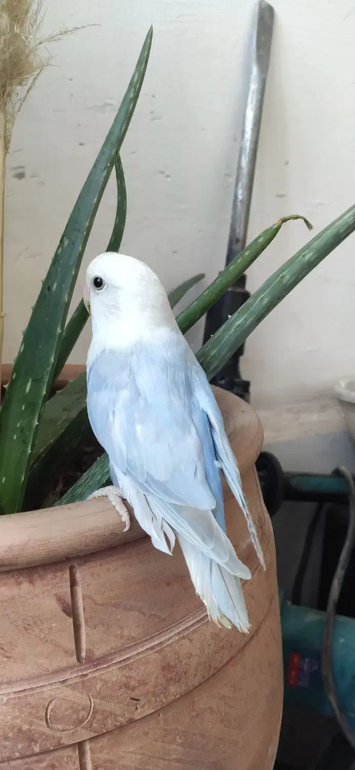 طوطی برزیلی|پرنده|همدان, |دیوار