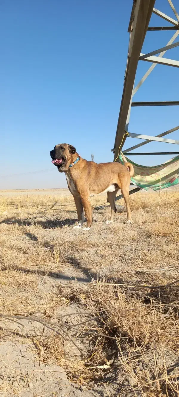 توله سگ سرابی|سگ|کبودرآهنگ, |دیوار