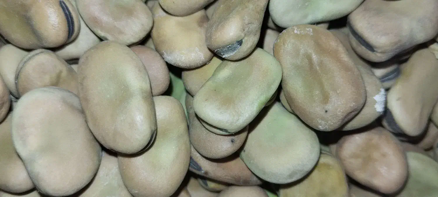 باقلا|خوردنی و آشامیدنی|سرپل ذهاب, |دیوار