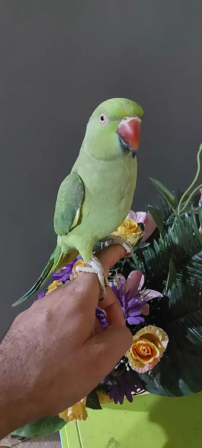 طوطی ملنگو دستی|پرنده|اهواز, زندوکیلی|دیوار