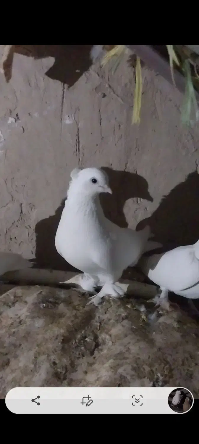 کفتر کاکلی پرپا|پرنده|قم, شهرک سازمان آب|دیوار