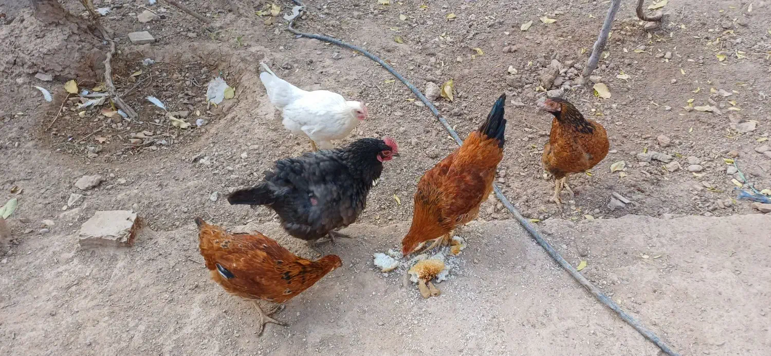 دو عدد مرغ و یک خروس دو جوجه|حیوانات مزرعه|اسفراین, |دیوار