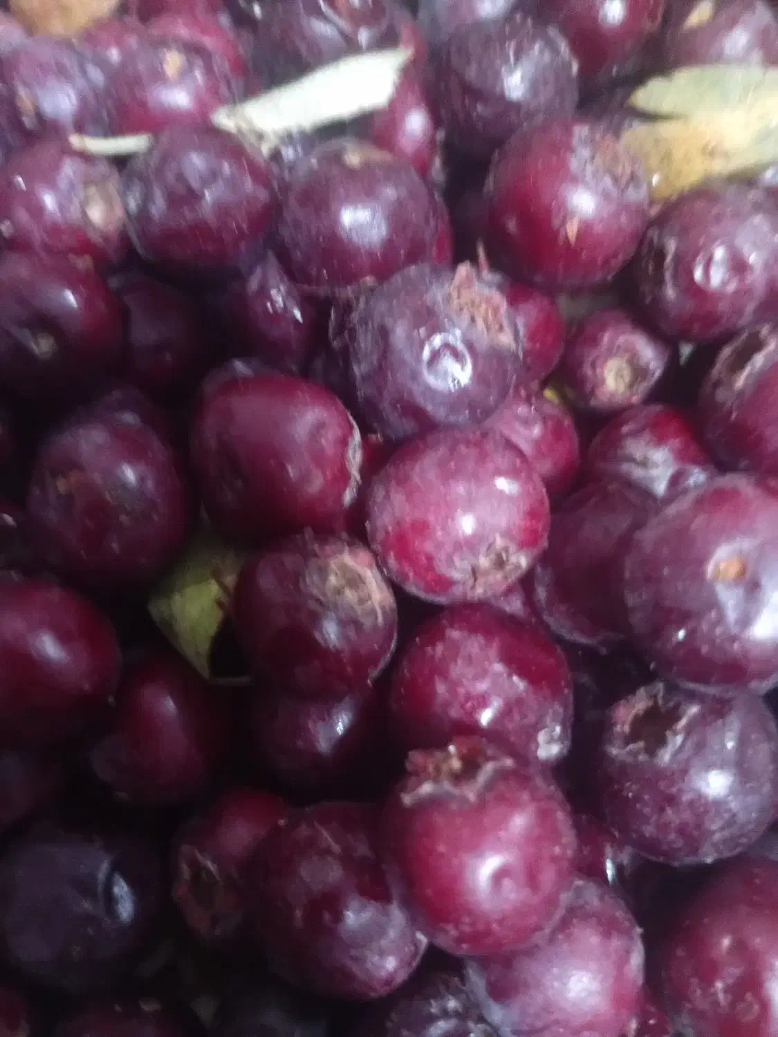 زال زالک|عمده‌فروشی|تاکستان, |دیوار