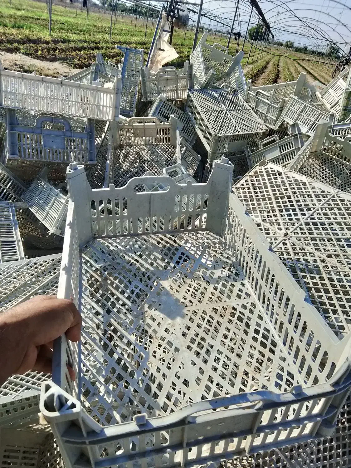 سبد میوه|ظروف نگهدارنده، پلاستیکی، یکبارمصرف|جیرفت, |دیوار