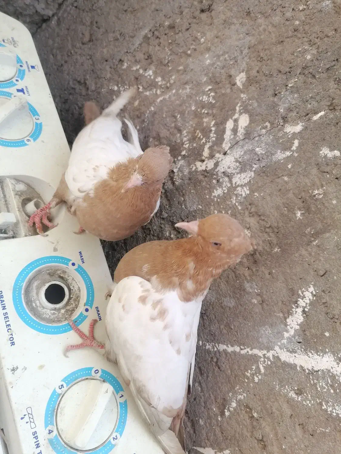 کفتر سینه ای|پرنده|بم, |دیوار